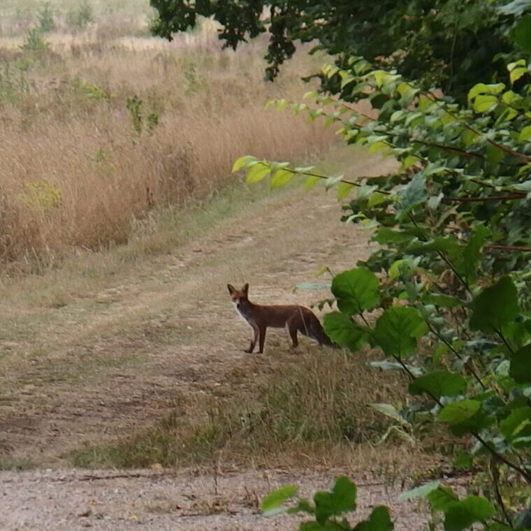 A fox at the edge of a field in Kent